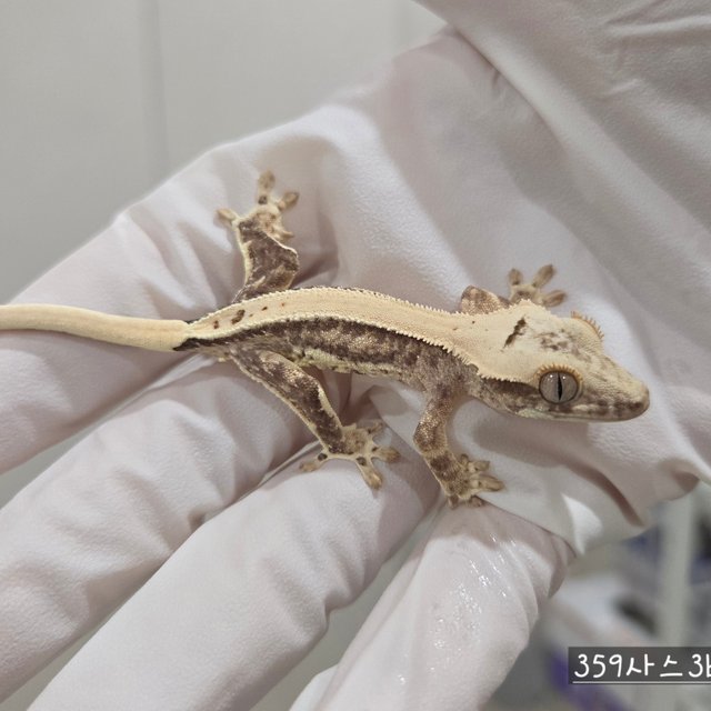 Lilly 100% Het Axanthic