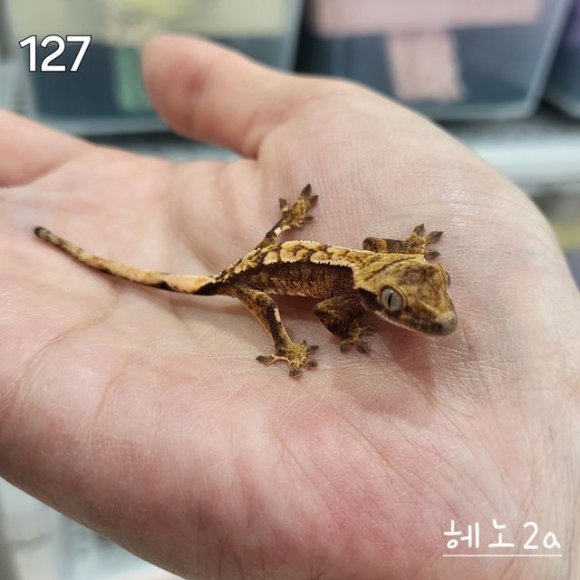 노멀 트라이 익스트림할리퀸