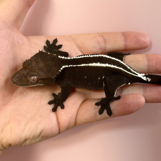 Axanthic Full Pinstripe