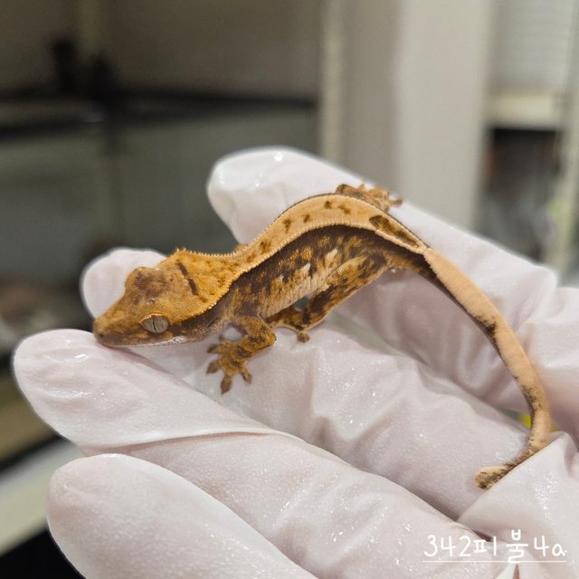 트라이 익스트림할리퀸 풀핀