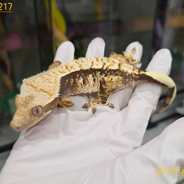 트라이 익스트림할리퀸 할리퀸 화이트스팟