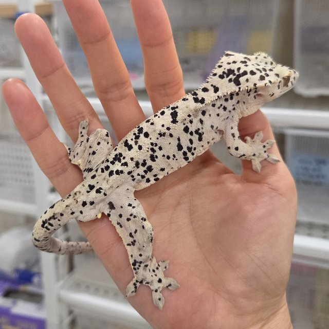 Super Dalmatian