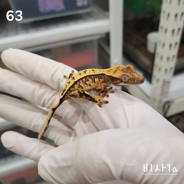 노멀 트라이 익스트림할리퀸 풀핀 화이트스팟