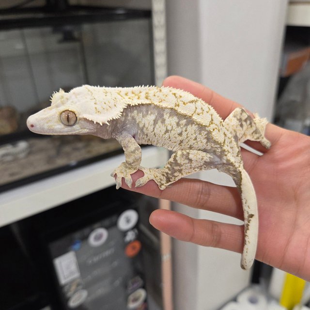 White Extreme Harlequin