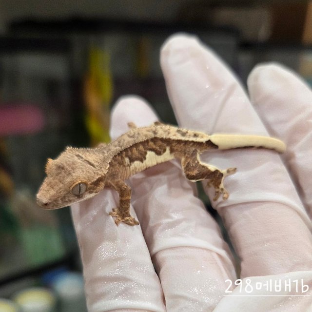 레드 팬텀 릴리100%헷아잔틱