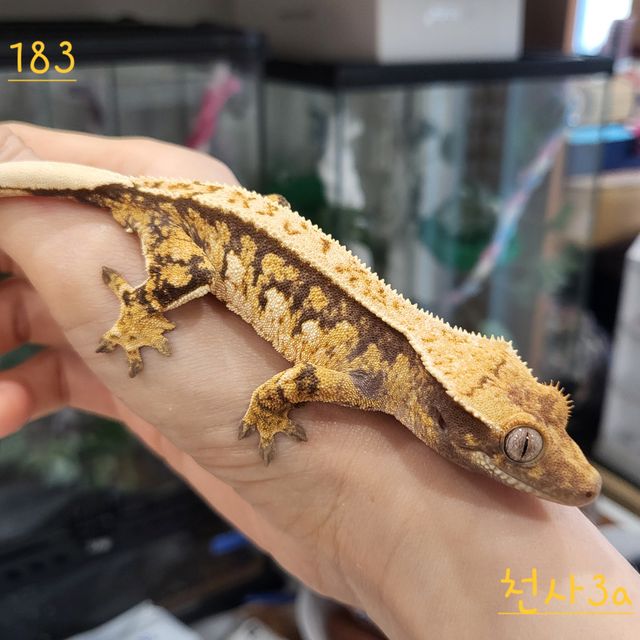 트라이 익스트림할리퀸 핀스트라이프