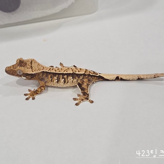 Extreme Harlequin Tri Pinstripe