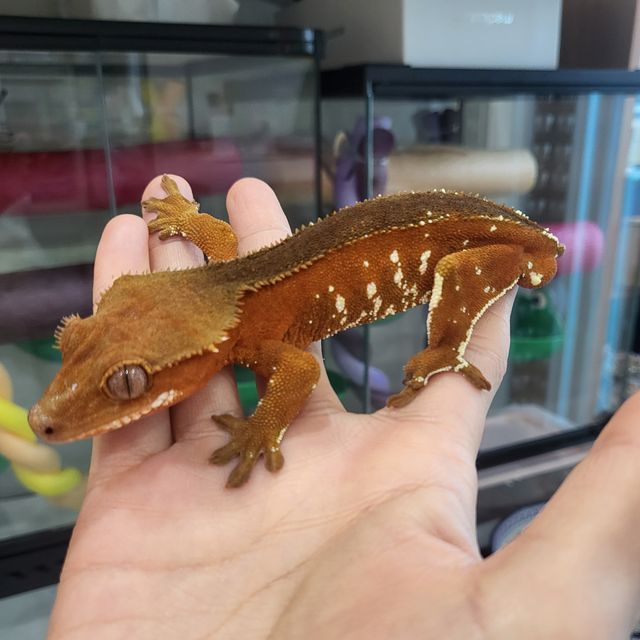 레드 바이 화이트포트홀 핀스트라이프 솔리드백