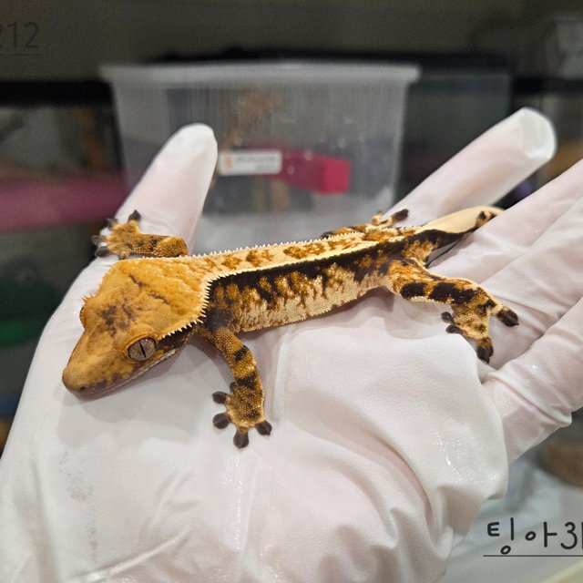 트라이 익스트림할리퀸 핀스트라이프