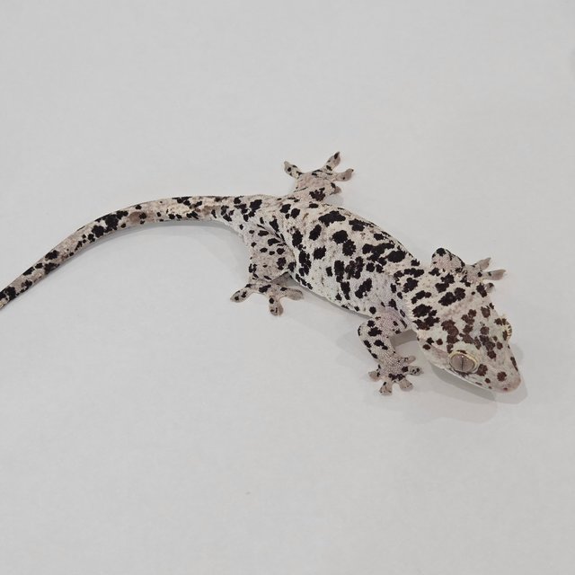 Super Dalmatian