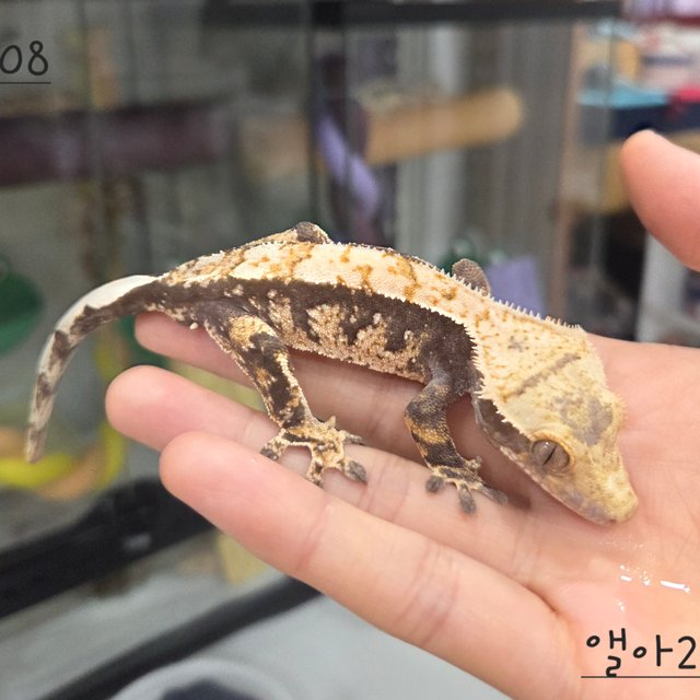 트라이 익스트림할리퀸 화이트스팟