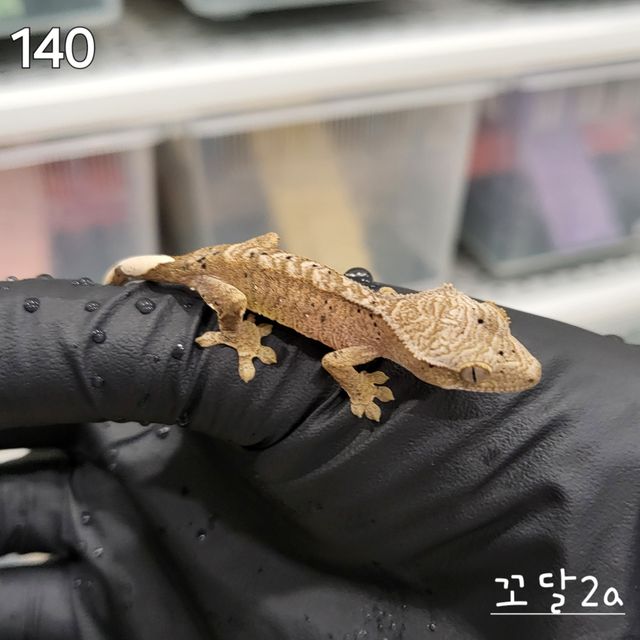 달마시안