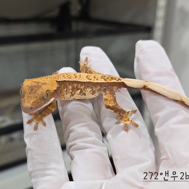 트라이 익스트림할리퀸 핀스트라이프