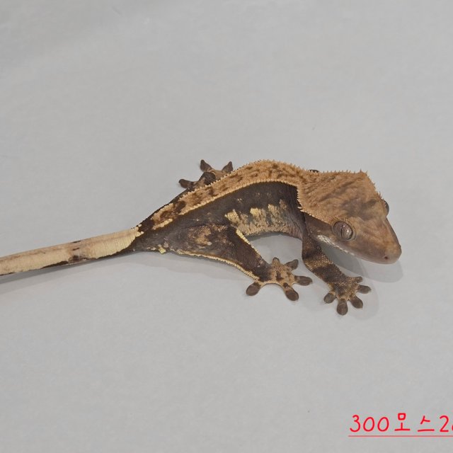 100% Het Axanthic