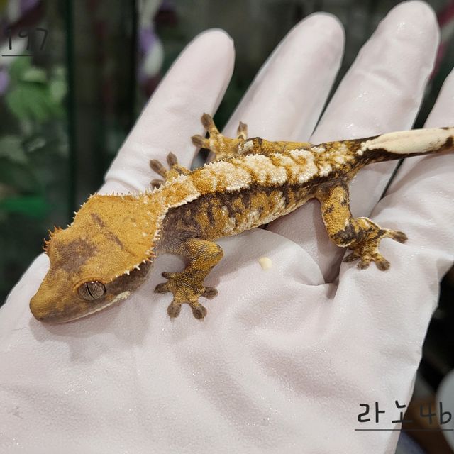 트라이 익스트림할리퀸