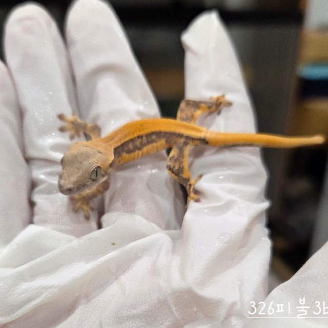 릴리화이트 솔리드백