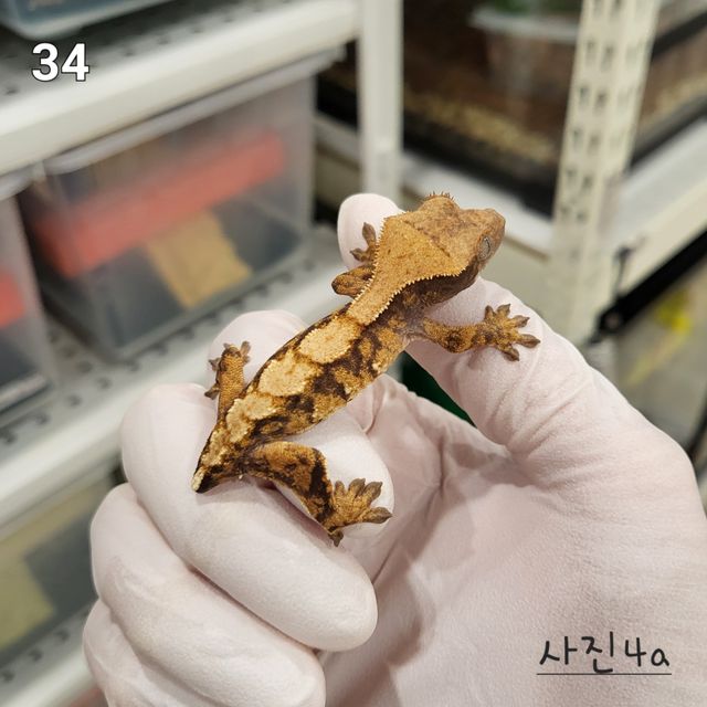 노멀 트라이 익스트림할리퀸