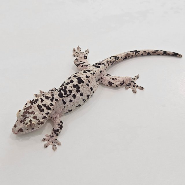 Super Dalmatian