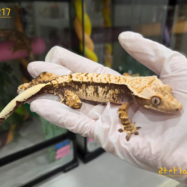 트라이 익스트림할리퀸 할리퀸 화이트스팟