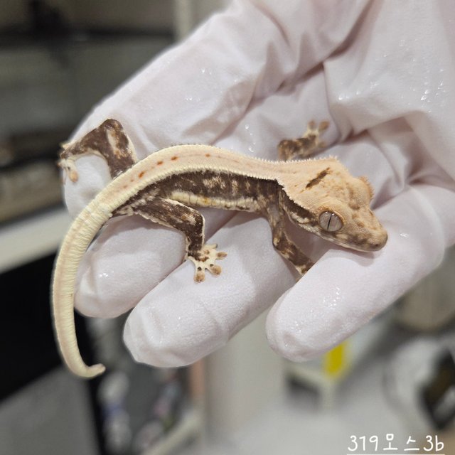 Lilly 100% Het Axanthic