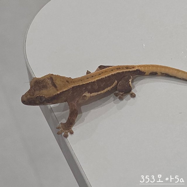 릴리100%헷아잔틱