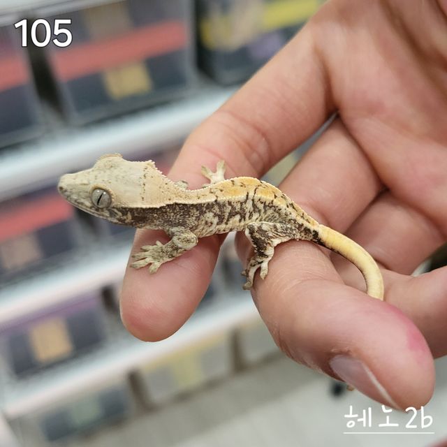 릴리화이트