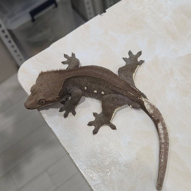 Axanthic