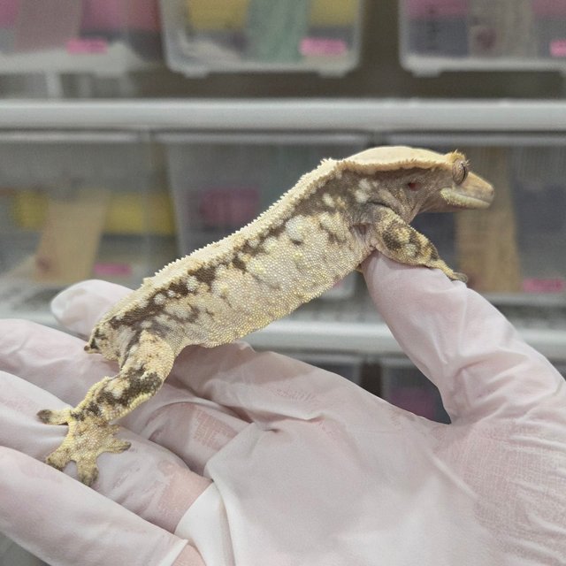 드리피 화이트스팟