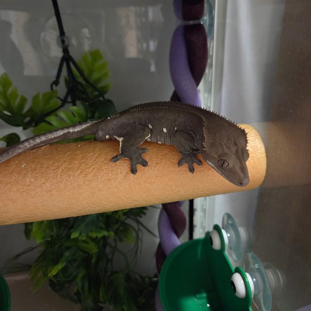 Axanthic