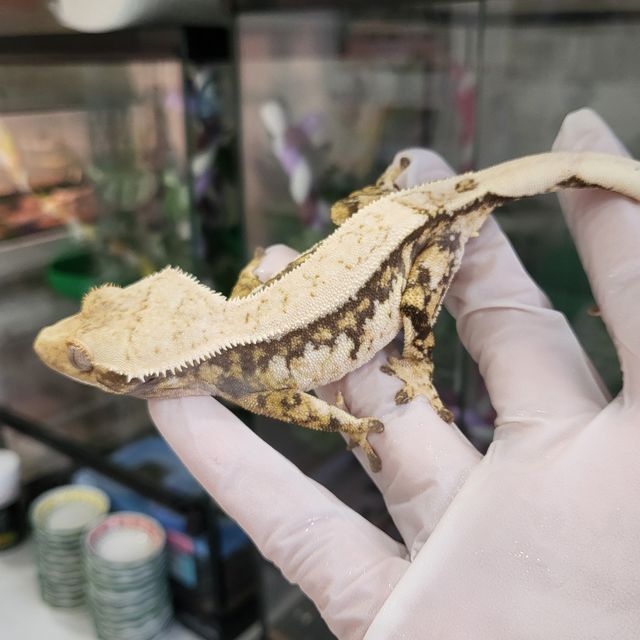 트라이 익스트림할리퀸 핀스트라이프