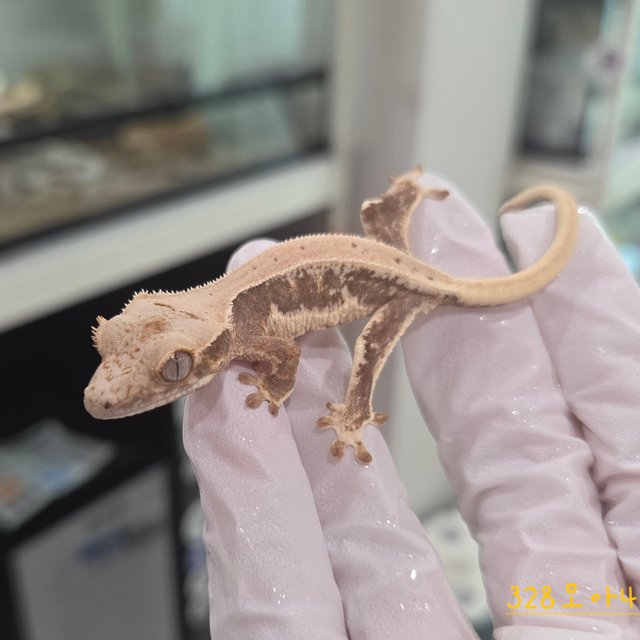 Lilly 100% Het Axanthic
