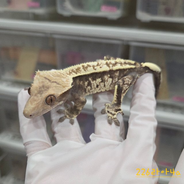 카푸치노 화이트핀