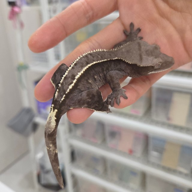 Axanthic