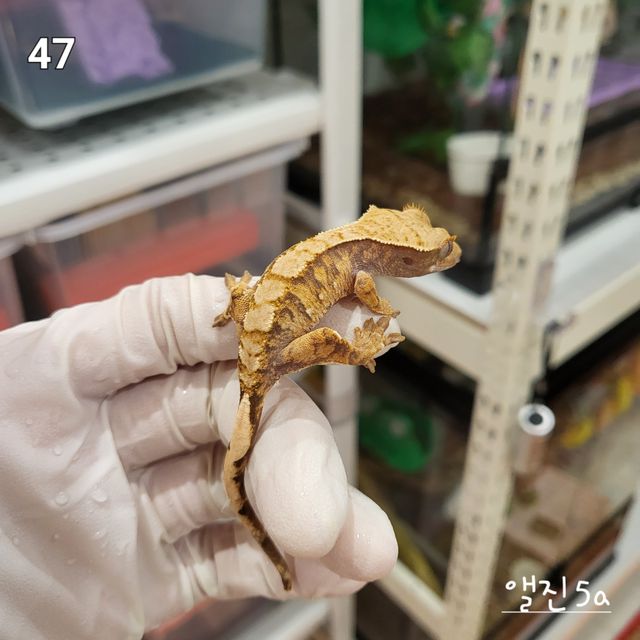 노멀 트라이 익스트림할리퀸