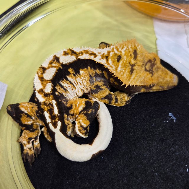 트라이 익스트림할리퀸