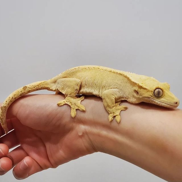 벅스킨 옐로우