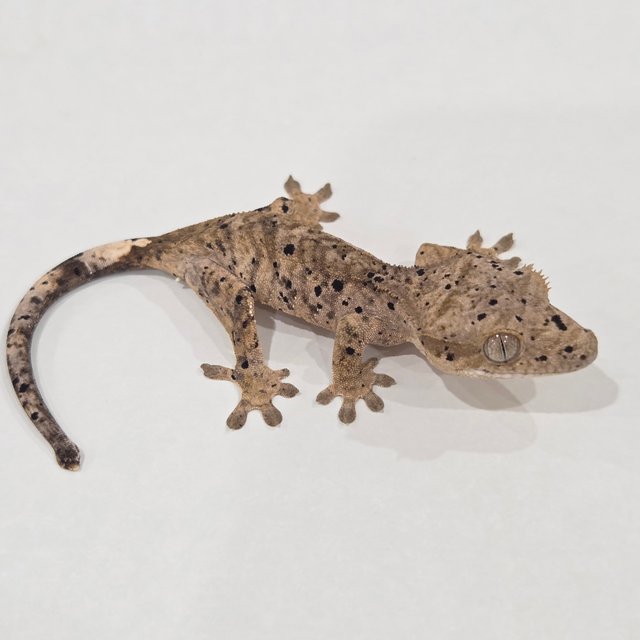 Super Dalmatian