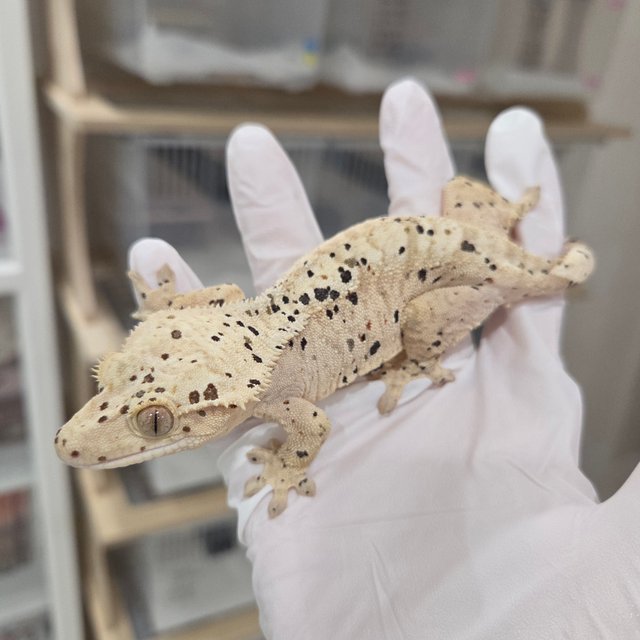 Super Dalmatian