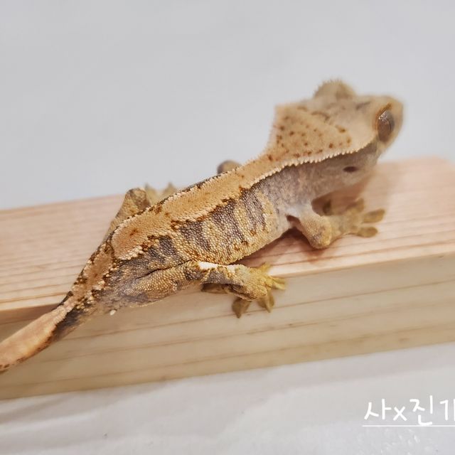 노멀 트라이 익스트림할리퀸