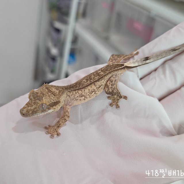 100% Het Axanthic