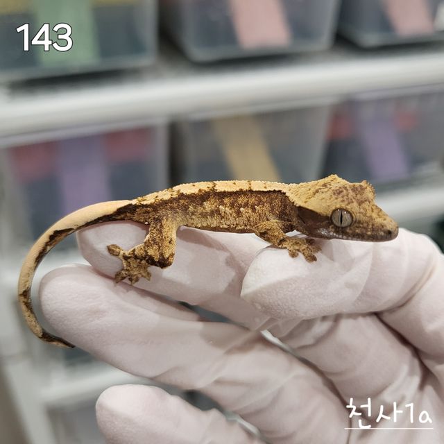 익스트림할리퀸