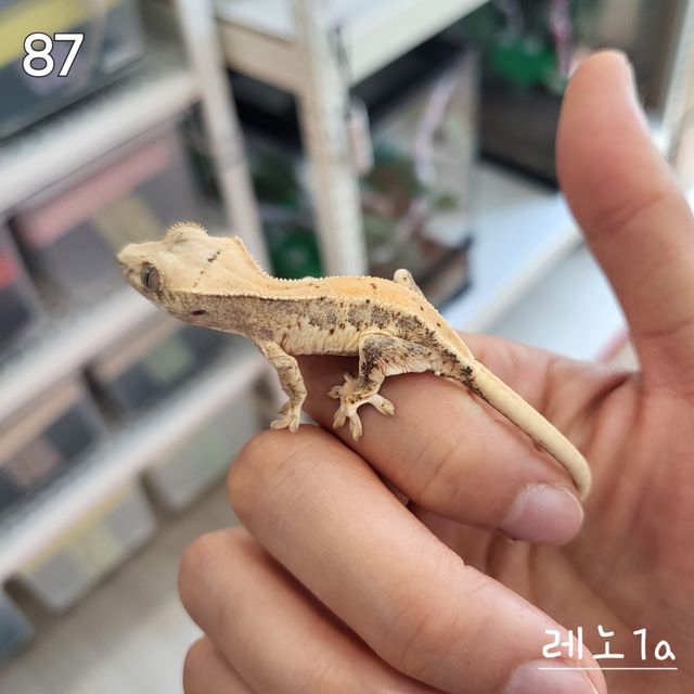 릴리화이트