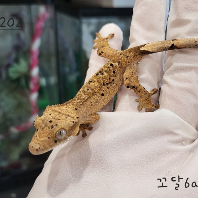 슈퍼달마시안