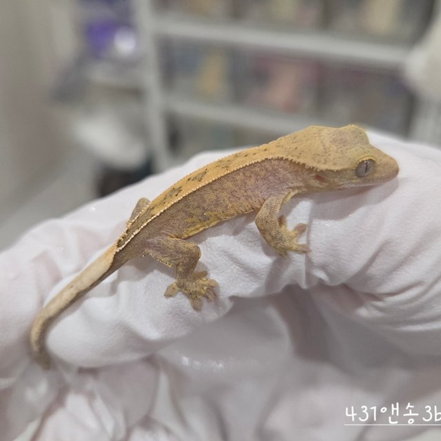 Hypo