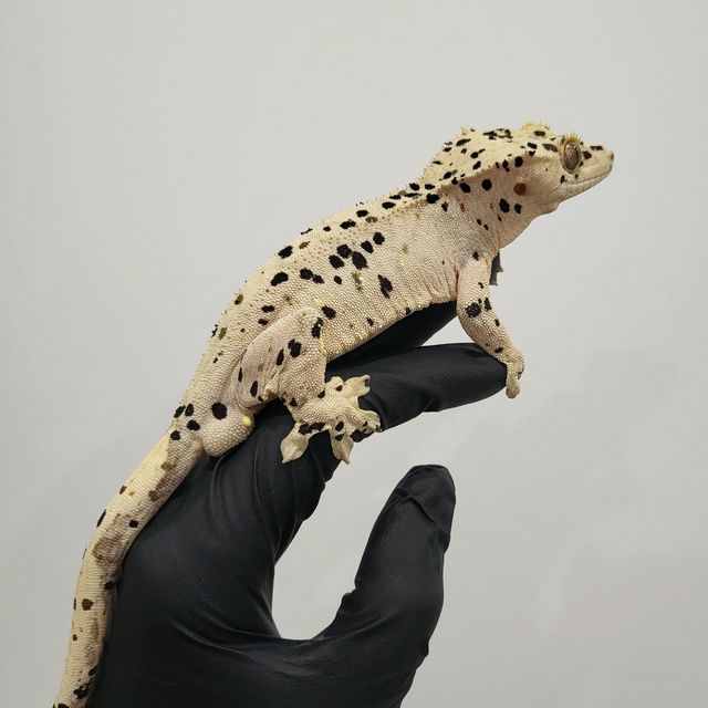 슈퍼달마시안