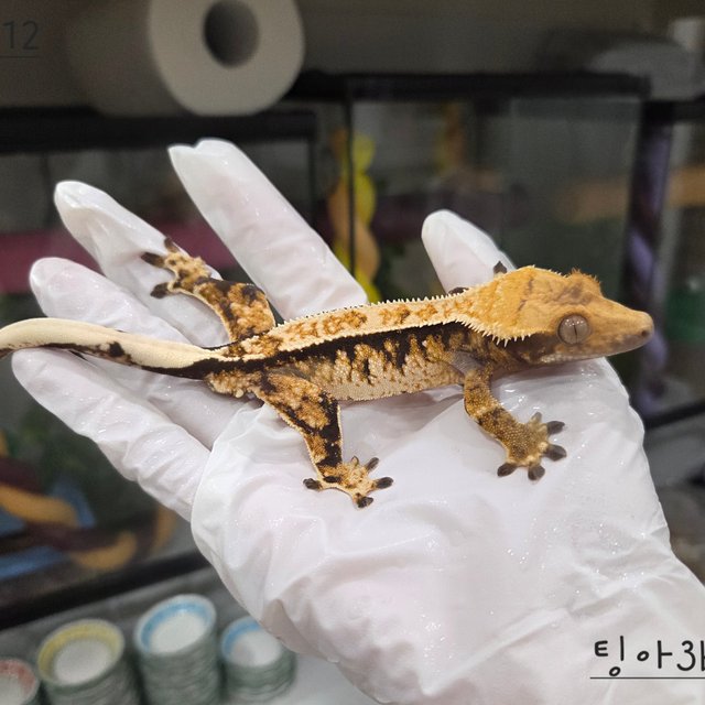 트라이 익스트림할리퀸 핀스트라이프