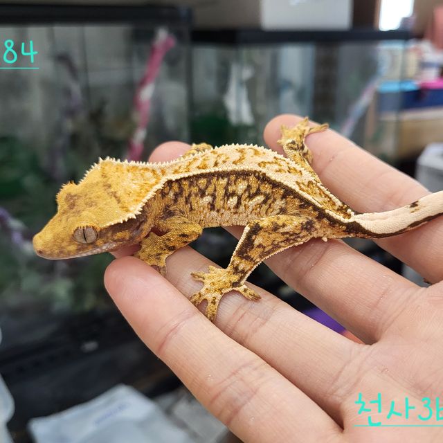 트라이 익스트림할리퀸 핀스트라이프