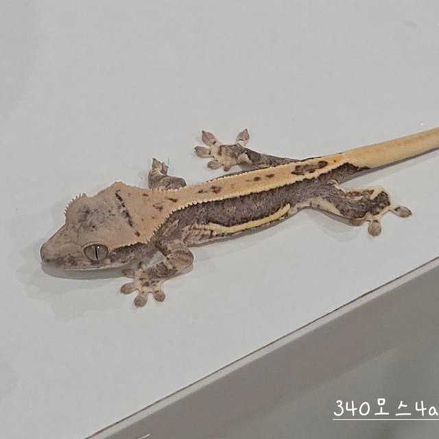 릴리100%헷아잔틱