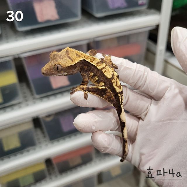 노멀 트라이 익스트림할리퀸