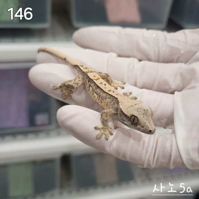 트라이 익스트림할리퀸